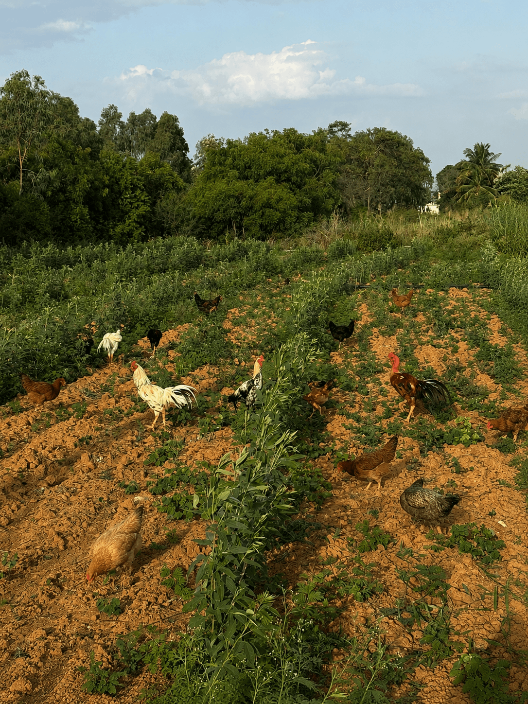 Open skies, open fields — the way it should be